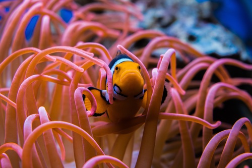 Sea anemone fish Stock Photo 08