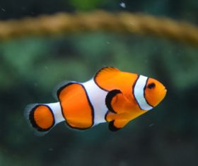 Sea anemone fish Stock Photo 09