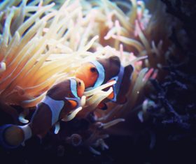 Sea anemone fish Stock Photo 10
