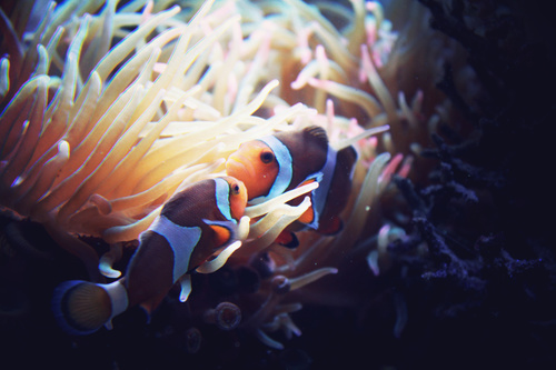 Sea anemone fish Stock Photo 10