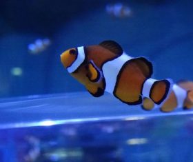 Sea anemone fish Stock Photo 11