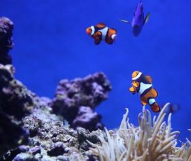 Sea anemone fish Stock Photo 12