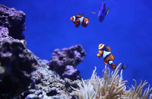 Sea anemone fish Stock Photo 12