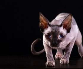 Sphynx Stock Photo 01