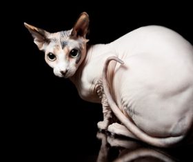 Sphynx Stock Photo 02