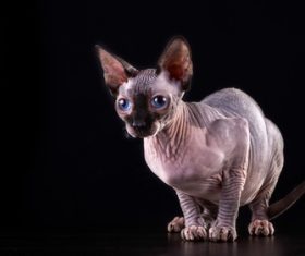 Sphynx Stock Photo 03