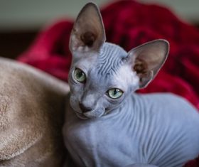 Sphynx Stock Photo 04