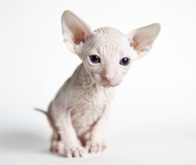 Sphynx Stock Photo 05
