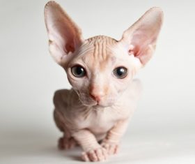 Sphynx Stock Photo 06