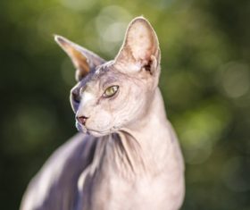 Sphynx Stock Photo 07
