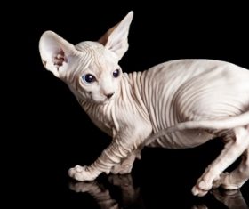 Sphynx Stock Photo 08