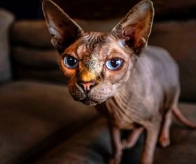 Sphynx Stock Photo 09