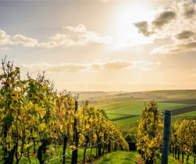 Stock Photo Vibrant green pastoral scenery 04