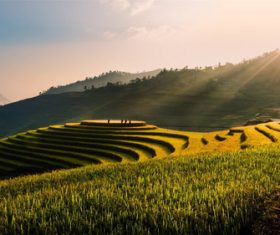 Stock Photo Vibrant green pastoral scenery 05