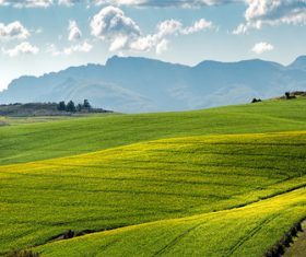 Stock Photo Vibrant green pastoral scenery 07