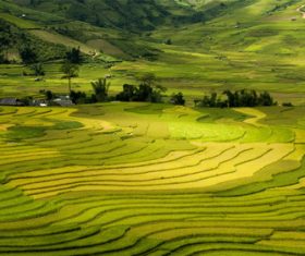 Stock Photo Vibrant green pastoral scenery 08