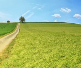 Stock Photo Vibrant green pastoral scenery 09