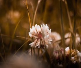 Stock Photo Vintage toned plant background 01