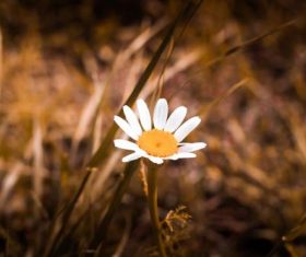 Stock Photo Vintage toned plant background 02