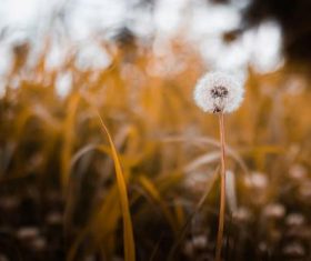 Stock Photo Vintage toned plant background 03
