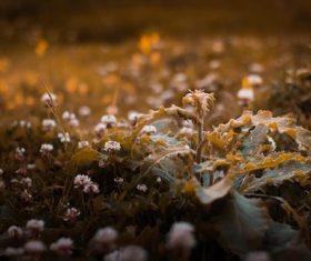 Stock Photo Vintage toned plant background 04