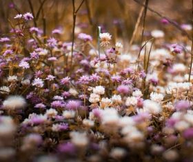 Stock Photo Vintage toned plant background 05