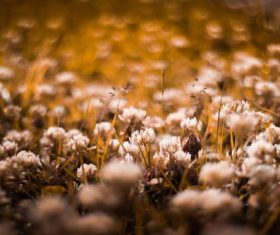 Stock Photo Vintage toned plant background 06