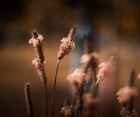 Stock Photo Vintage toned plant background 07
