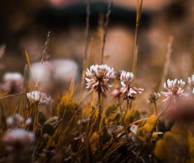 Stock Photo Vintage toned plant background 08