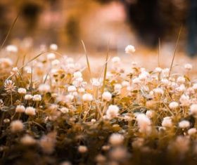 Stock Photo Vintage toned plant background 09