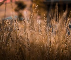 Stock Photo Vintage toned plant background 10