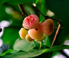 Stock Photo wax apple 02
