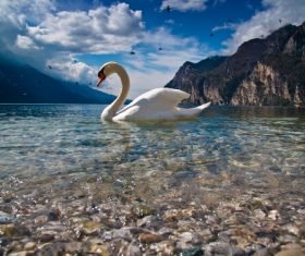 Swans in the lake Stock Photo