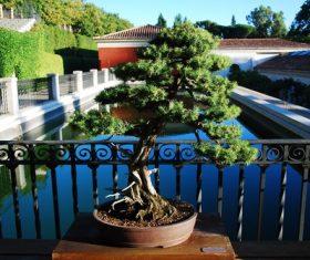 Various good looking bonsai Stock Photo 01
