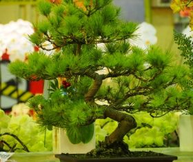 Various good looking bonsai Stock Photo 02