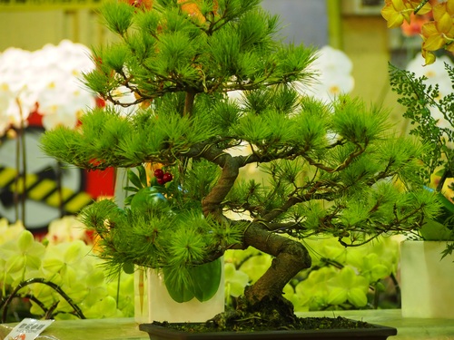 Various good looking bonsai Stock Photo 02