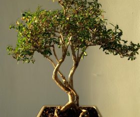 Various good looking bonsai Stock Photo 03
