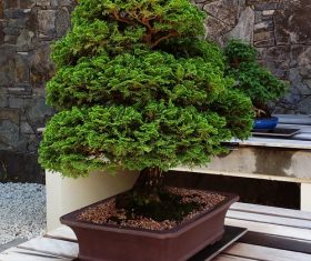 Various good looking bonsai Stock Photo 04