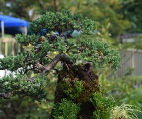 Various good looking bonsai Stock Photo 05