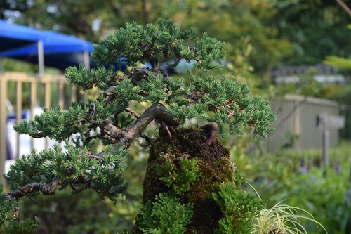 Various good looking bonsai Stock Photo 05