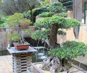 Various good looking bonsai Stock Photo 07