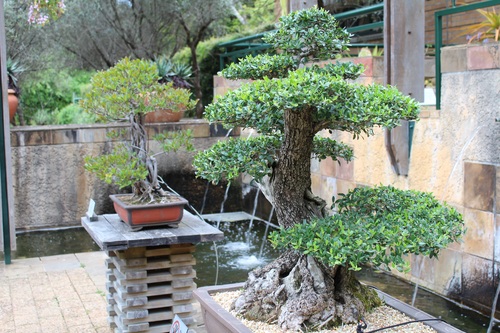 Various good looking bonsai Stock Photo 07