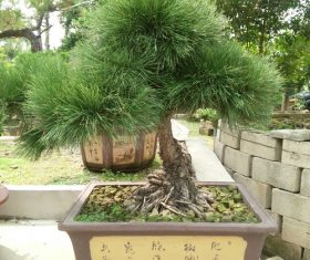 Various good looking bonsai Stock Photo 08
