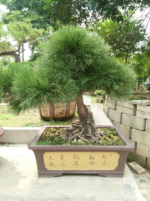 Various good looking bonsai Stock Photo 08