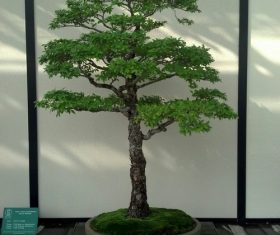 Various good looking bonsai Stock Photo 09