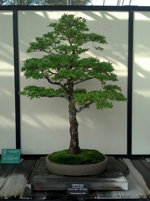 Various good looking bonsai Stock Photo 09