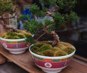 Various good looking bonsai Stock Photo 11