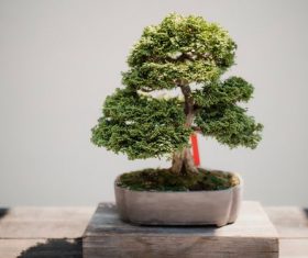 Various good looking bonsai Stock Photo 14