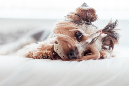 Yorkshire Terrier Eating Treats in Bed Stock Photo