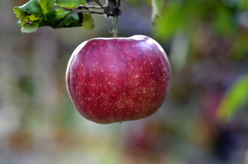 a red apple close-up Stock Photo